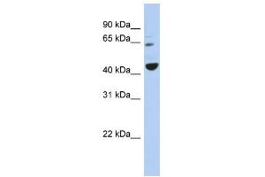 WB Suggested Anti-TFE3 Antibody Titration:  0. (TFE3 抗体  (Middle Region))