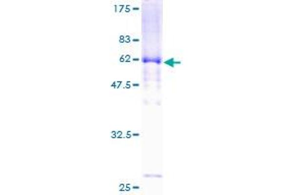 DTNA Protein (AA 1-371) (GST tag)