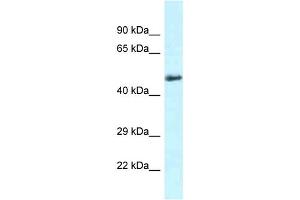 WB Suggested Anti-Slc1a4 Antibody   Titration: 1. (SLC1A4 抗体  (C-Term))