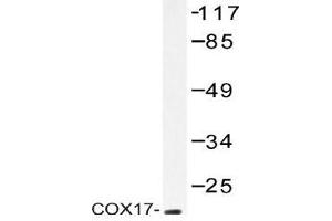 Western blot (WB) analysis of COX17 antibody in extracts from HeLa cells. (COX17 抗体)