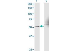 Western Blot analysis of RXRA expression in transfected 293T cell line by RXRA monoclonal antibody (M17), clone 1G1. (Retinoid X Receptor alpha 抗体  (AA 1-110))