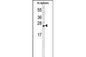 TMUB1 Antibody (Center) (ABIN652109 and ABIN2840552) western blot analysis in mouse spleen tissue lysates (15 μg/lane). (TMUB1 抗体  (AA 112-141))