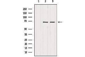 Western blot analysis of extracts from various samples, using SENP2 Antibody. (SENP2 抗体)