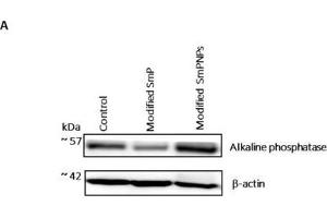 Immunoblot analysis of duodenum intestine alkaline phosphatase expression (IAP) of mice fed with modified SmP and SmPNPs supplemented diet and the control. (Intestinal Alkaline Phosphatase 抗体)