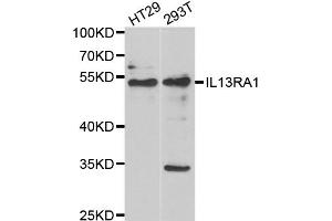 Western blot analysis of extracts of various cell lines, using IL13RA1 antibody. (IL13 Receptor alpha 1 抗体)