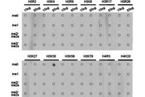 Dot-blot analysis of all sorts of methylation peptides using H3K36me1 antibody. (Histone 3 抗体  (H3K36me))