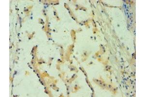 Immunohistochemistry of paraffin-embedded human prostate tissue using ABIN7157738 at dilution of 1:100