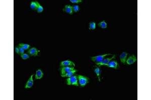Immunofluorescent analysis of HepG2 cells using ABIN7158578 at dilution of 1:100 and Alexa Fluor 488-congugated AffiniPure Goat Anti-Rabbit IgG(H+L) (LRP8 抗体  (AA 131-332))
