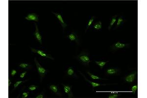 Immunofluorescence (IF) image for anti-serine/arginine-Rich Splicing Factor 6 (SRSF6) (AA 1-75) antibody (ABIN520142)