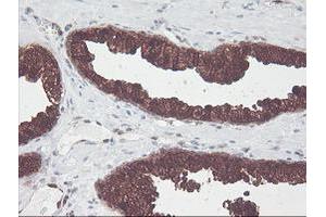 Image no. 3 for anti-CNDP Dipeptidase 2 (Metallopeptidase M20 Family) (CNDP2) antibody (ABIN1497548) (CNDP2 抗体)