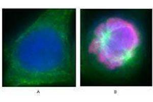 Immunofluorescence (IF) image for anti-Histone H3 (H3) (pSer28) antibody (ABIN2666077) (Histone 3 抗体  (pSer28))
