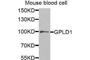Western blot analysis of extracts of mouse blood cells, using GPLD1 antibody. (GPLD1 抗体)