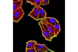 Immunofluorescence analysis of Hela cells using TET2 mouse mAb (green). (TET2 抗体)