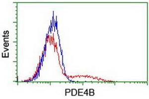 HEK293T cells transfected with either RC211956 overexpress plasmid (Red) or empty vector control plasmid (Blue) were immunostained by anti-PDE4B antibody (ABIN2454966), and then analyzed by flow cytometry. (PDE4B 抗体)