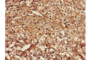Immunohistochemistry of paraffin-embedded human adrenal gland tissue using ABIN7161410 at dilution of 1:100 (NPSR1 抗体  (AA 1-52))