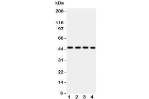 Western blot testing of PDK2 antbody on Lane 1: rat heart;  2: HeLa;  3: SW620;  4: MCF-7 cell lysate. (PDK2 抗体  (C-Term))