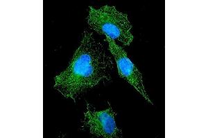 IF analysis of FLT1 using anti-FLT1 antibody (ABIN7601014). (FLT1 抗体  (AA 27-399))