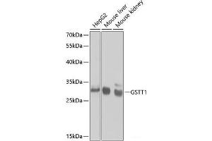 Western blot analysis of extracts of various cell lines using GSTT1 Polyclonal Antibody at dilution of 1:1000. (GSTT1 抗体)