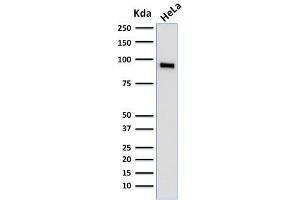 Western Blot Analysis of human HeLa cell lysate using TLE1 Mouse Monoclonal Antibody (TLE1/2062). (TLE1 抗体  (AA 175-338))