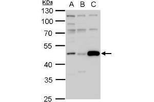WB Image IDH1 antibody detects IDH1 protein by western blot analysis. (IDH1 抗体  (Center))