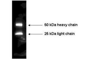Western Blot of  Anti-Mouse IgG Antibody Peroxidase Conjugated detecting mouse IgG. (兔 anti-小鼠 IgG (Heavy & Light Chain) Antibody (HRP))