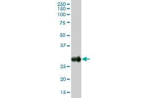 BST2 MaxPab polyclonal antibody.