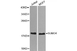 Western blot analysis of extracts of various cell lines, using SUMO4 antibody.