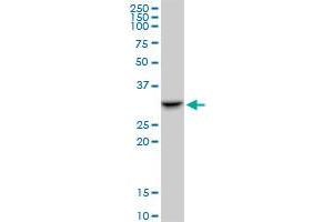 Western Blotting (WB) image for anti-Survival Motor Neuron Domain Containing 1 (SMNDC1) (AA 1-238) antibody (ABIN523696)