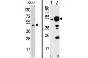 Left: Western blot analysis of EIF4A1 Antibody (N-term) in K562 cell line lysates (35 µg/lane). (EIF4A1 抗体  (N-Term))