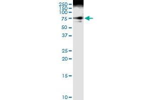 Immunoprecipitation of DVL3 transfected lysate using anti-DVL3 MaxPab rabbit polyclonal antibody and Protein A Magnetic Bead , and immunoblotted with DVL3 purified MaxPab mouse polyclonal antibody (B01P) . (DVL3 抗体  (AA 1-716))