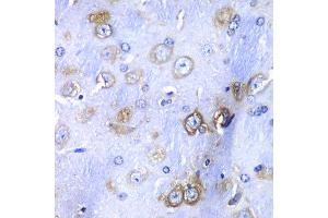 Immunohistochemistry of paraffin-embedded mouse brain using RPS3A antibody at dilution of 1:100 (x40 lens). (RPS3A 抗体)