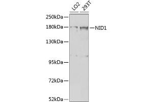 Western blot analysis of extracts of various cell lines, using NID1 antibody (ABIN6128383, ABIN6144626, ABIN6144627 and ABIN6224374) at 1:1000 dilution. (Nidogen 1 抗体  (AA 110-400))
