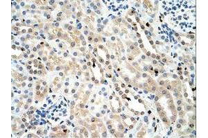Image no. 1 for anti-Forkhead Box K1 (Foxk1) (AA 501-550) antibody (ABIN202818) (Foxk1 抗体  (AA 501-550))