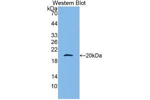 Western Blot; Sample: Recombinant protein. (APOA5 抗体  (AA 167-335))