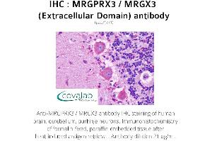 Image no. 1 for anti-MAS-Related GPR, Member X3 (MRGPRX3) (1st Extracellular Domain) antibody (ABIN1737077) (MRGPRX3 抗体  (1st Extracellular Domain))