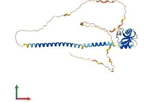 Protein Structure (PS) image for C-Type Lectin Domain Family 17, Member A (CLEC17A) (AA 1-378) protein (His tag) (ABIN7546590)