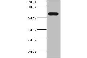 Western blot All lanes: PAX7 antibody at 4 μg/mL + 293T whole cell lysate Secondary Goat polyclonal to rabbit IgG at 1/10000 dilution Predicted band size: 56, 57 kDa Observed band size: 56 kDa (PAX7 抗体  (AA 291-520))