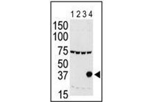 Western blot: Aurora C antibody staining of lysates of 293 cells expressing Flag tag (Lane 1), Flag-tagged Aurora A (Lane 2), Flag-tagged Aurora B (Lane 3) or Flag-tagged Aurora C (Lane 4). (Aurora Kinase C 抗体  (N-Term))