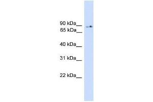 PIK3R5 antibody used at 0. (PIK3R5 抗体  (Middle Region))
