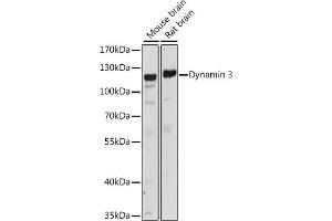 Western blot analysis of extracts of various cell lines, using Dynamin 3 antibody  at 1:1000 dilution. (Dynamin 3 抗体  (AA 410-555))
