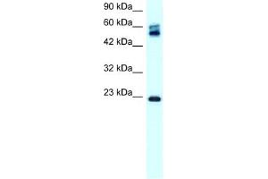 Claudin 8 antibody used at 0. (CLDN8 抗体  (C-Term))