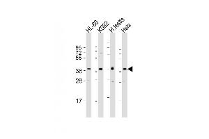 All lanes : Anti-PRSS21 Antibody (N-Term) at 1:1000-1:2000 dilution Lane 1: HL-60 whole cell lysate Lane 2: K562 whole cell lysate Lane 3: human testis lysate Lane 4: Hela whole cell lysate Lysates/proteins at 20 μg per lane. (PRSS21 抗体  (AA 20-54))