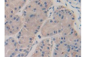 IHC-P analysis of Human Stomach Tissue, with DAB staining. (Coagulation Factor V 抗体  (AA 1979-2217))