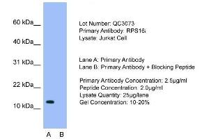 Host: Rabbit  Target Name: RPS16  Sample Tissue: Jurkat cell lysatesLane A:  Primary Antibody Lane B:  Primary Antibody + Blocking Peptide Primary Antibody Concentration: 2. (RPS16 抗体  (N-Term))