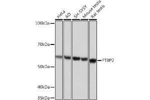 Western blot analysis of extracts of various cell lines, using PTBP2 Rabbit mAb (ABIN7269465) at 1:1000 dilution. (PTBP2 抗体)