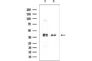 Western blot analysis of lysates from various samples, using MKK3/MKK6 Mouse Monoclonal Antibody at 1/1000 dilution.