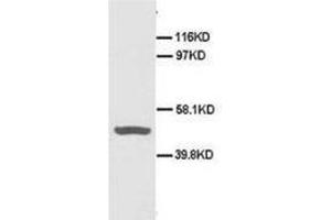 Western blot analysis of Hela cell lysis using CD40 antibody (CD40 抗体  (N-Term))