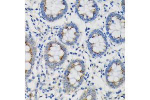 Immunohistochemistry of paraffin-embedded Human colon using SDF4 Rabbit pAb (ABIN7270606) at dilution of 1:100 (40x lens). (SDF4 抗体  (AA 37-200))