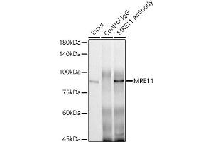 Immunoprecipitation analysis of 300 μg extracts of HeLa cells using 3 μg MRE11 antibody (ABIN6132361, ABIN6143992, ABIN6143993 and ABIN6218236). (Mre11 抗体  (AA 1-205))