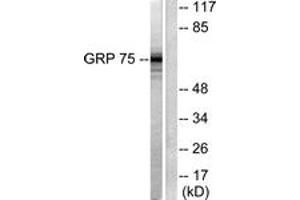 Western blot analysis of extracts from COS7 cells, using GRP75 Antibody. (HSPA9 抗体  (AA 630-679))